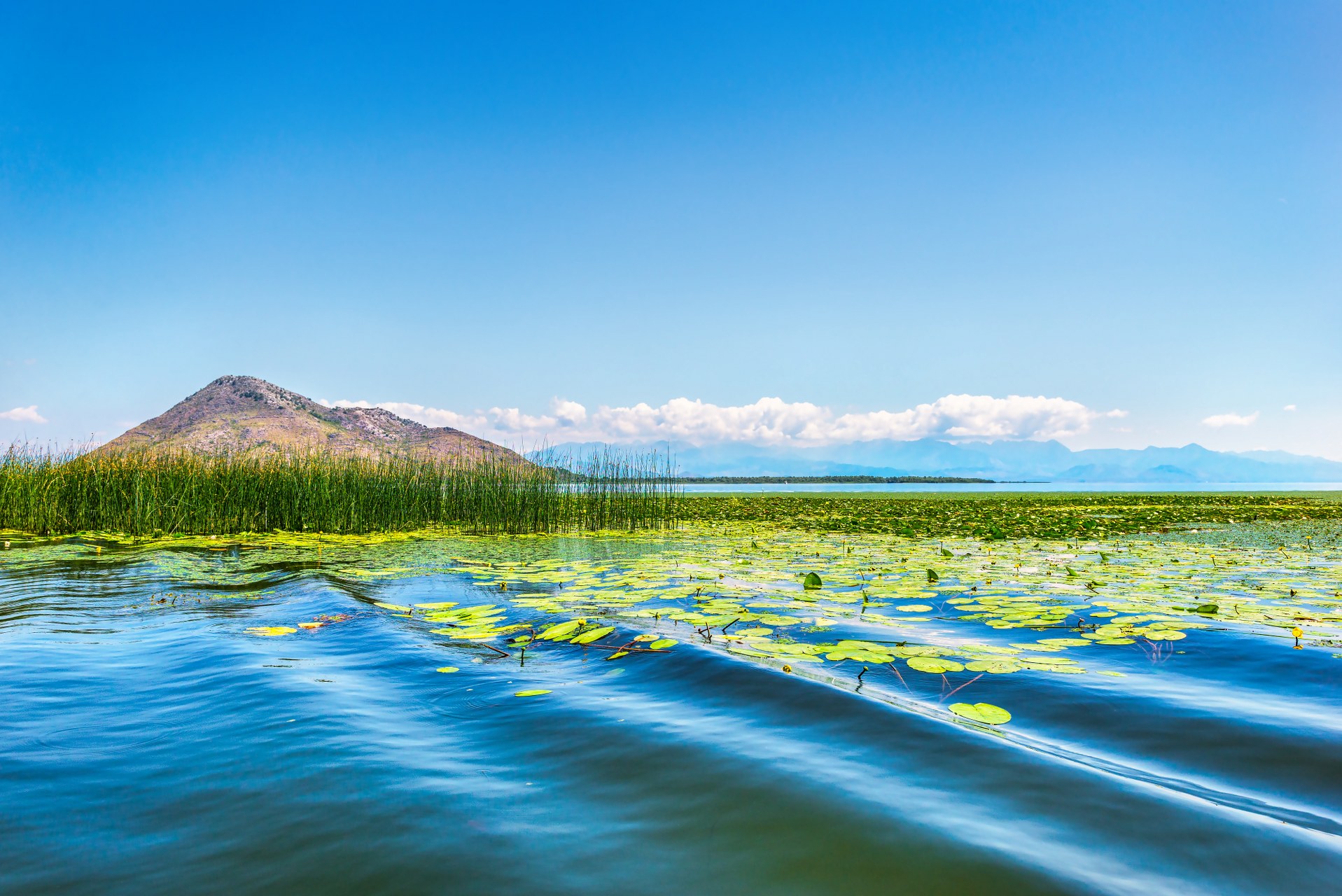 Lilies in the waters of Skadar lake, Montenegro